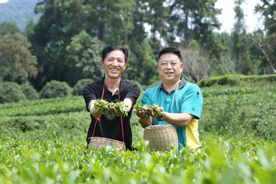 湄潭茶7.jpg
